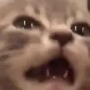 8372nooocat