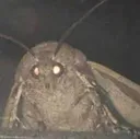 moth