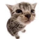 miau