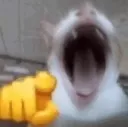 30340catkek