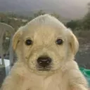 75431perrito