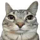 catstare