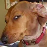 KU_DogSus