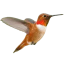 rufoushummingbird