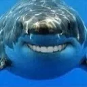 shork