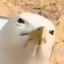 birdsquint