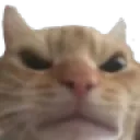 catmad