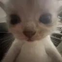 gatotieso