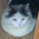 loaf