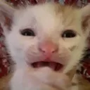 cryingkitty3