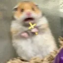 FearHamster