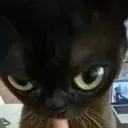 sus