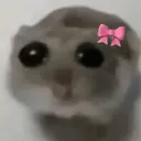 4508hamstermeme