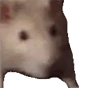 ratjam
