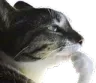 thinking_cat thinking_cat