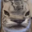 WaterGlassCat