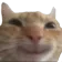 cathappy