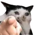 catsob