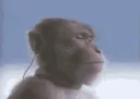 monkeymusic