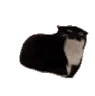 maxwelldance