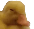 notSMH