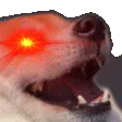 420_triggered_doggo