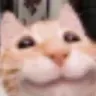 Cheese