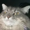 sideeye