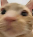 cheeto cheeto
