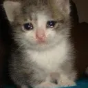 sadcat