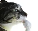 pondering