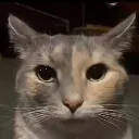 Catstare
