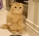 hi