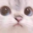 cat_owo Discord emoji