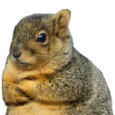 squirrel_grumpy Discord emoji