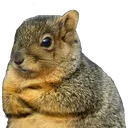 squirrel_grumpy squirrel_grumpy