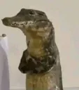 dafuq