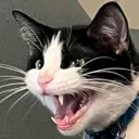 oreo_scream