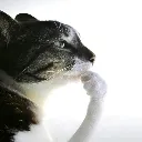 alexa_cat