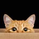 cat_lurk