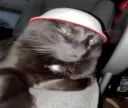 bowlcat2