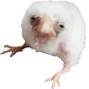 birbdrained