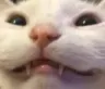 catsmile