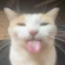 CatTongueOut
