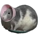 ratshame