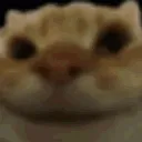 noding_cat