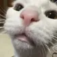tofuStare