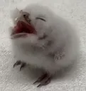 V_giiiiiiii