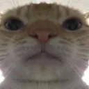 catscammer