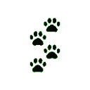 whitepaws